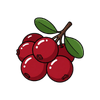 Cranberry