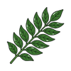 Curry Leaves
