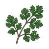 Coriander