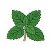 Mint Leaves