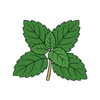 Mint Leaves