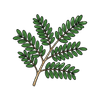 Tamarind Leaves